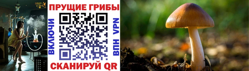 Купить  Шелехов  Галлюциногенные грибы GOLDEN TEACHER 